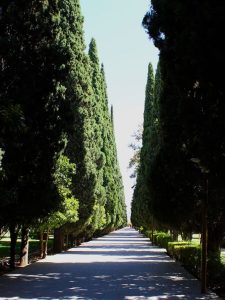 درختان سرو ناز باغ ارم شیراز